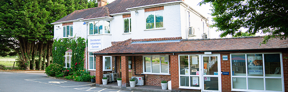 Rehabilitation Referrals available at Brentknoll Vets in Worcester