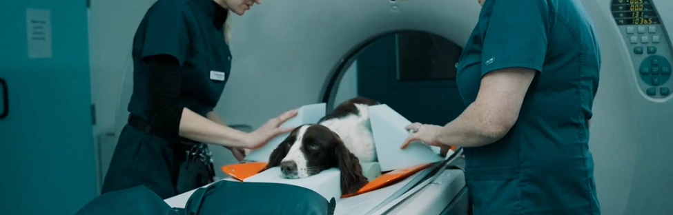CT Scanning Referrals available at Brentknoll Vets in Worcester